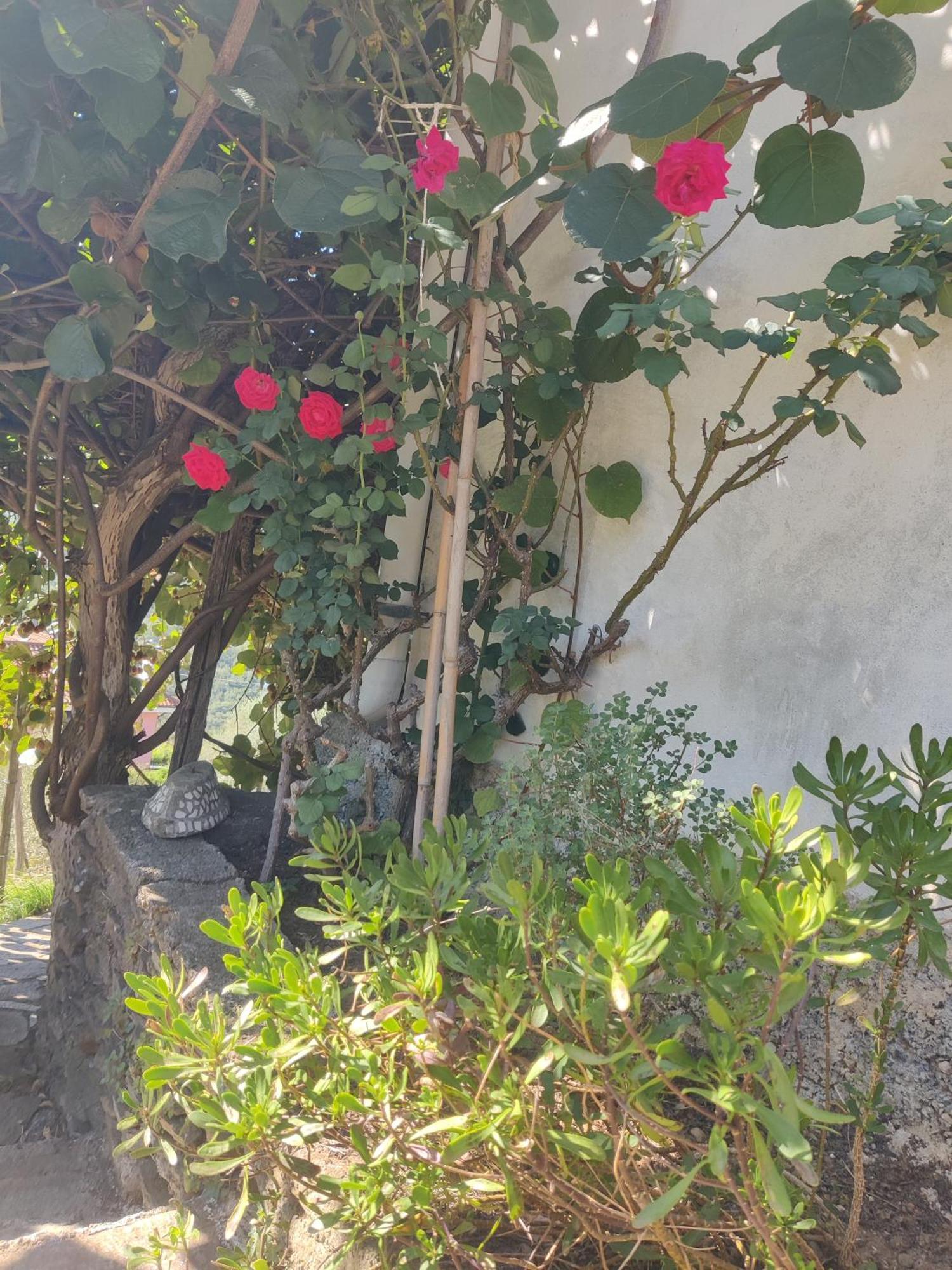 Casa Bartola Daire Stella Dış mekan fotoğraf